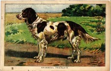 CPA AK Epagneul Francais DOGS (727421)