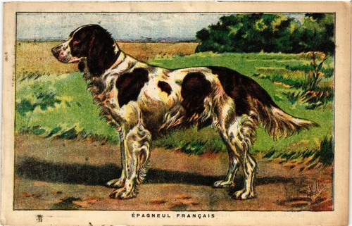 Cpa epagneul francais dogs - cpa,