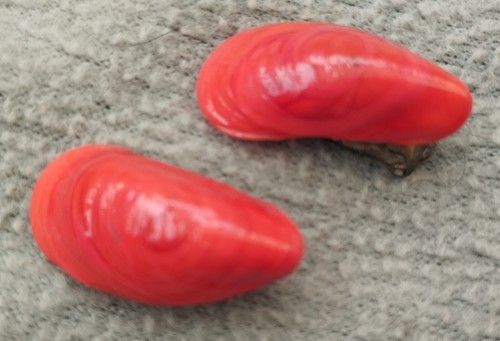 Anciennes boucles oreilles - anciennes,