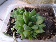 succulentes  plantes façiles a vivre EXTéRIEUR mur,végétal  terrasse etc...patio