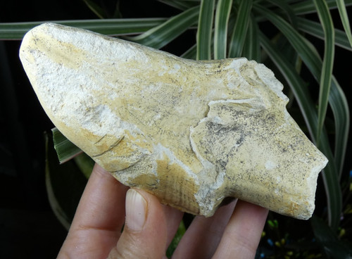 Fossile rudiste hippurites - fossile,