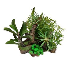 Racine et plantes, 36 x 31 x