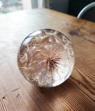 Inclusion Résine Pissenlit