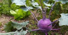 300 Graines de Chou Rave Delicatess Violet - légume ancien - semences paysannes