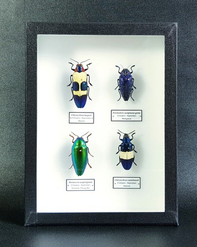 Collection coléoptères - collection,