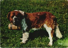 Cpa saint bernard - ak, saint-bernard