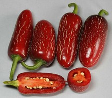 25 graines de piment JALAPENO M + HOMMAGE