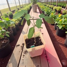 Jeune plante Clitoria Ternatea • Pois bleu