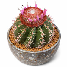 Melocactus disciformis HU132