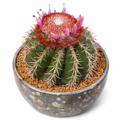 Melocactus disciformis hu132 - disciformis,
