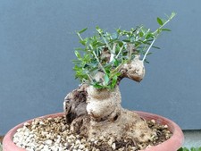 Bonsaï olivier robuste 20 x
