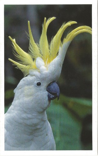 Autocollant sticker image - autocollant,
