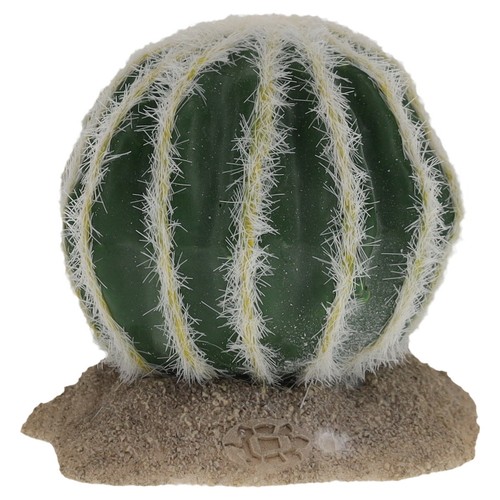 Cactus echinocactus vert - cactus,