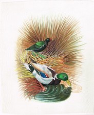 Peinture Miniature Canard