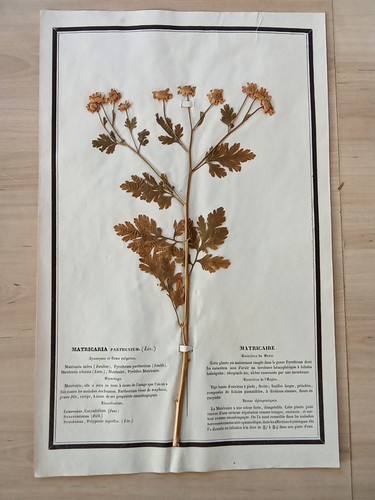 Ancien herbier botanique - ancien,
