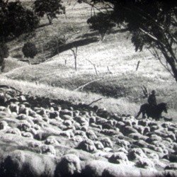 Film le berger - film, mm: