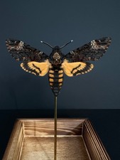 Papillon Acherontia Atropos-