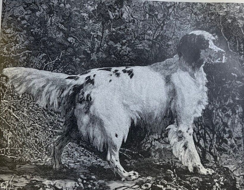 1885 setter dogs american - dogs,