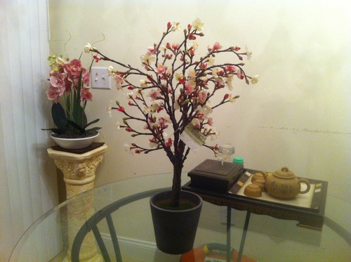 New spring flowers - new, pot