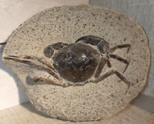 Superbe crabe fossile PULIALUS VULGARIS de l'Eocène des USA, 11,8x9,4x5cm