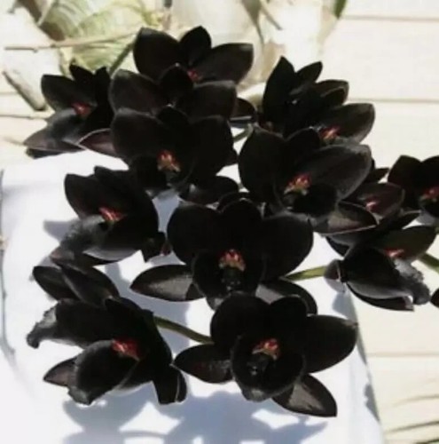 Fdk after dark black pearl - fdk., 'black