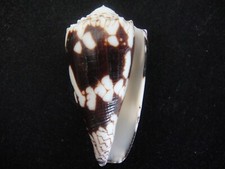 Coquillage de collection 