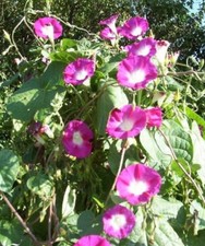 ♫ IPOMEE 'Scarlett