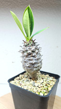 Euphorbia pachypodioides