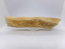 Beau bois fossilisé de 15,7 cm