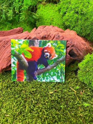 Panda rouge chat - panda,