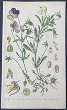 Botanique Violette tricolore (Pensée) Gravure couleur de 1893 par Masclef