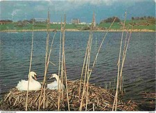 91 - Courcouronnes - Le Parc du Lac - Nid de Cygnes - CPM - Voir Scans Recto-Ver