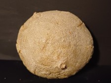 Oursin Fosille Echinolampas