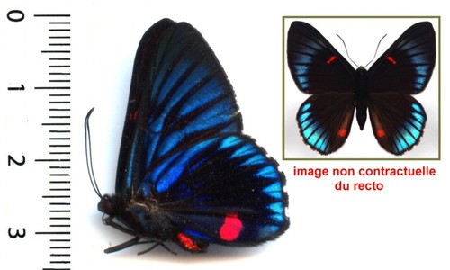 Riodinidae necyria duellona - riodinidae,