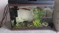 aquarium 60L plus une quinzaine de guppys+ 2 crevettes et nombreuses decorations