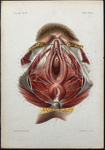 1866 périnée féminin - périnée,