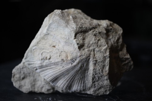 Large coquillage blanc - , –