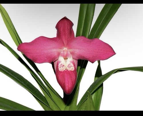 Phragmipedium super besseae - phragmipedium,