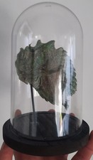 curiosité , taxidermie 