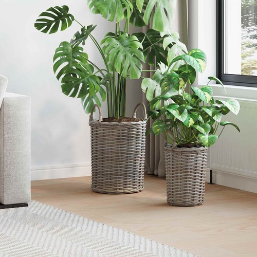 Panier plante avec - plante, stockage