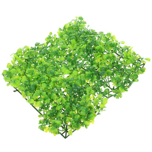Herbe pour aquariums gazon - herbe,