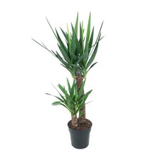 Yucca Elephantipes géant du
