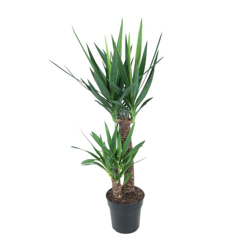 Yucca elephantipes géant - géant, du