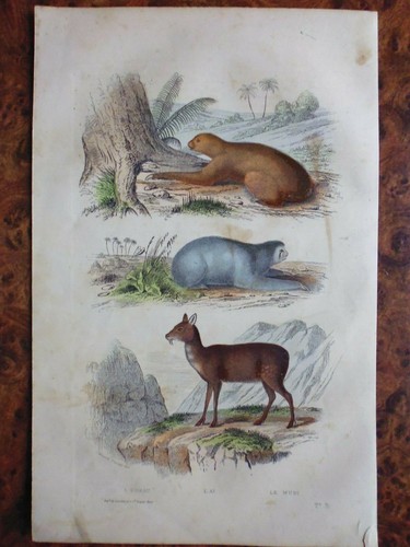 Gravure animaux buffon - gravure, 19°:buffon