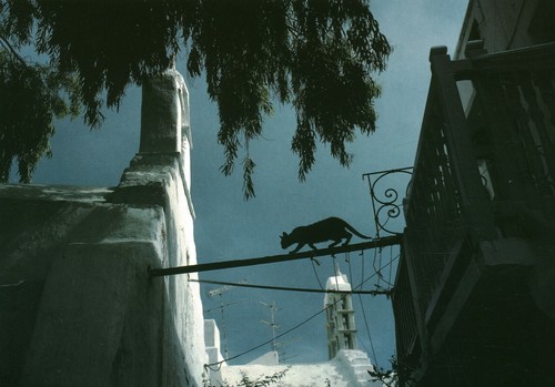 Carte postale les chats - , de