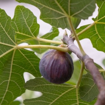 Ficus carica fignomenal - carica, fignomenal®