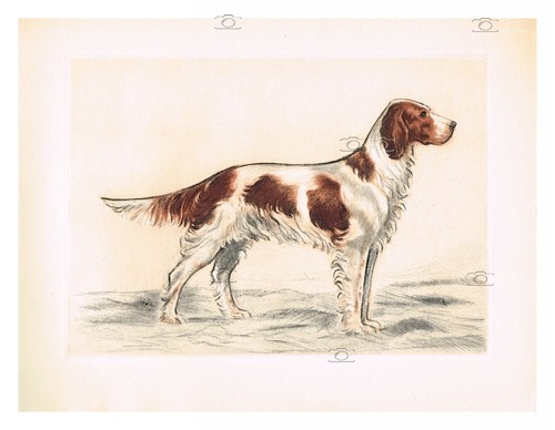 Chien setter ecossais - chien, :