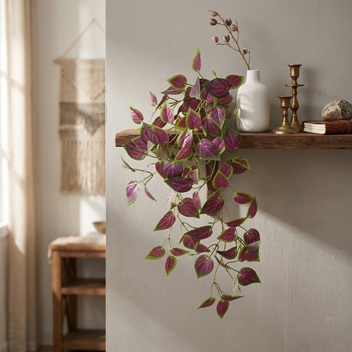 Plante suspendue peperomia - , en