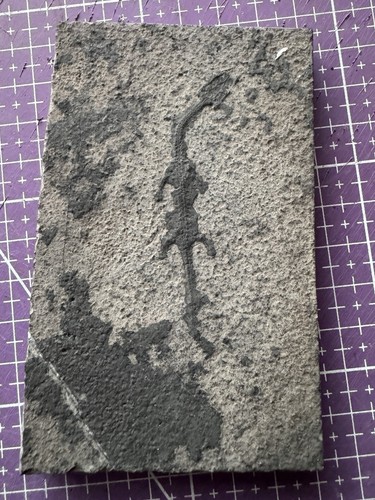 🦎Fossile authentique de