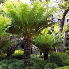 Dicksonia antarctica - Fougère arborescente rustique